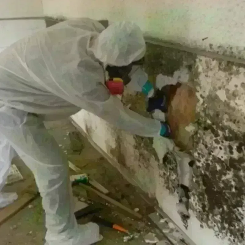 Mold Remediation and Removal in Georgetown, TX